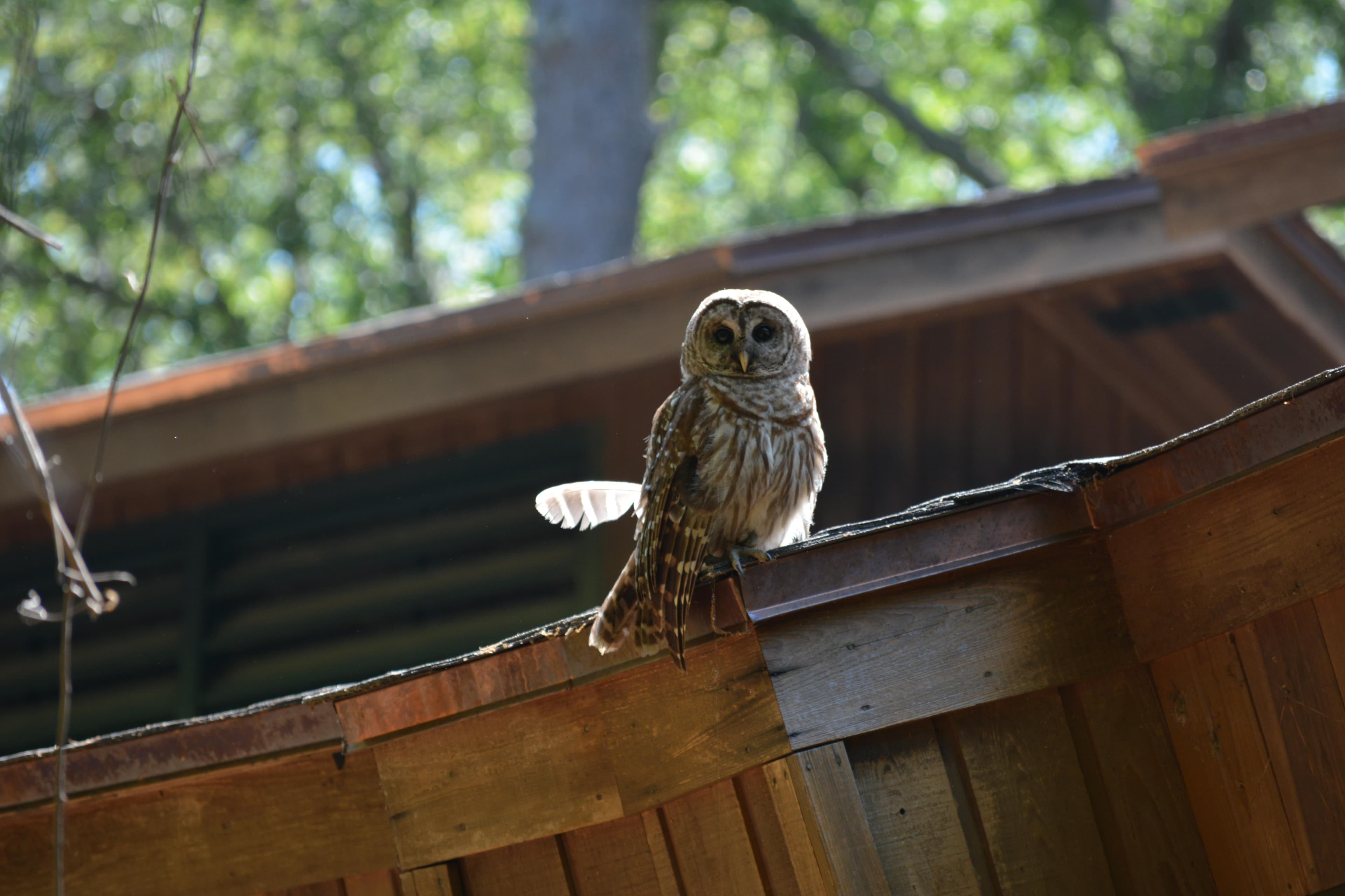 An owl perched on a wooden building