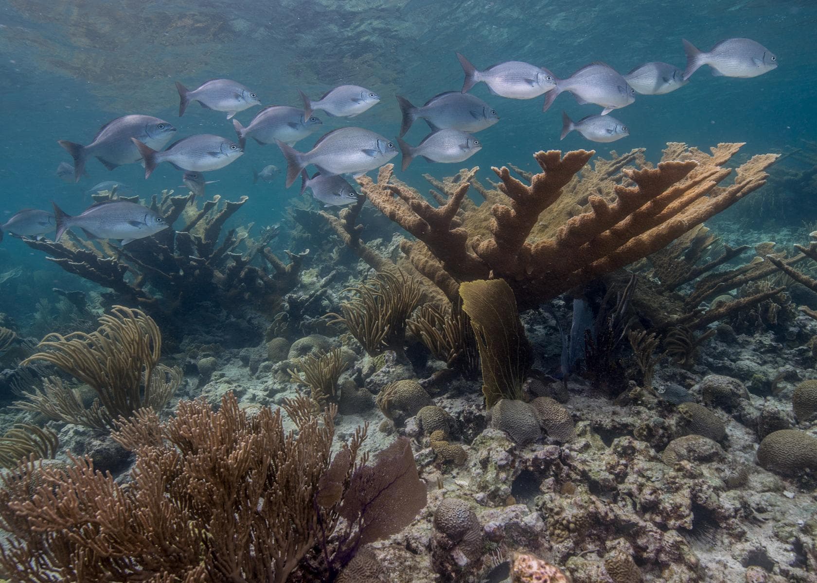 fish swimming around elkhorn corals in the crystal clear waters of Buck Island