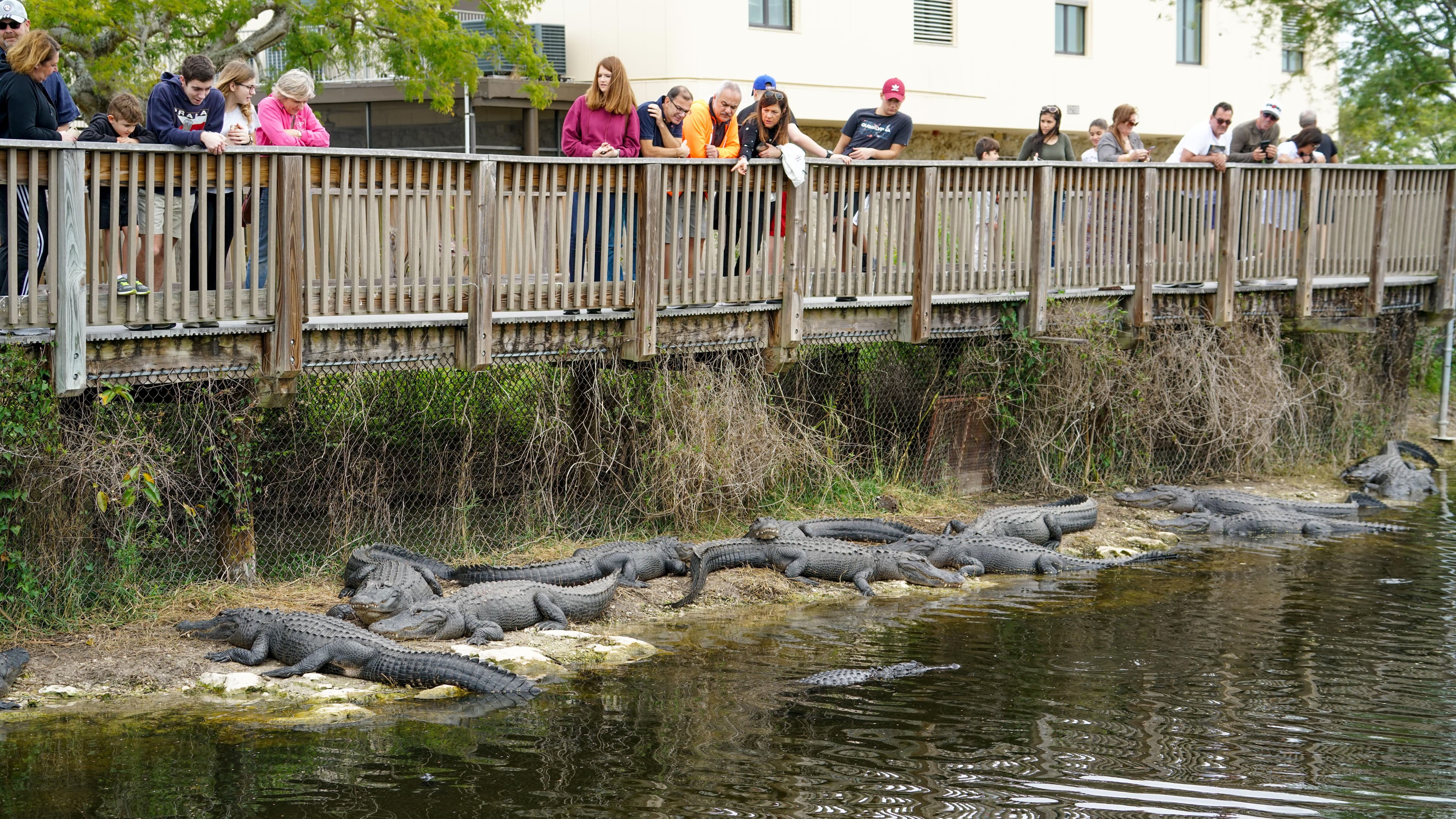 Gators lying on a limestone shelf below Oasis boardwalk