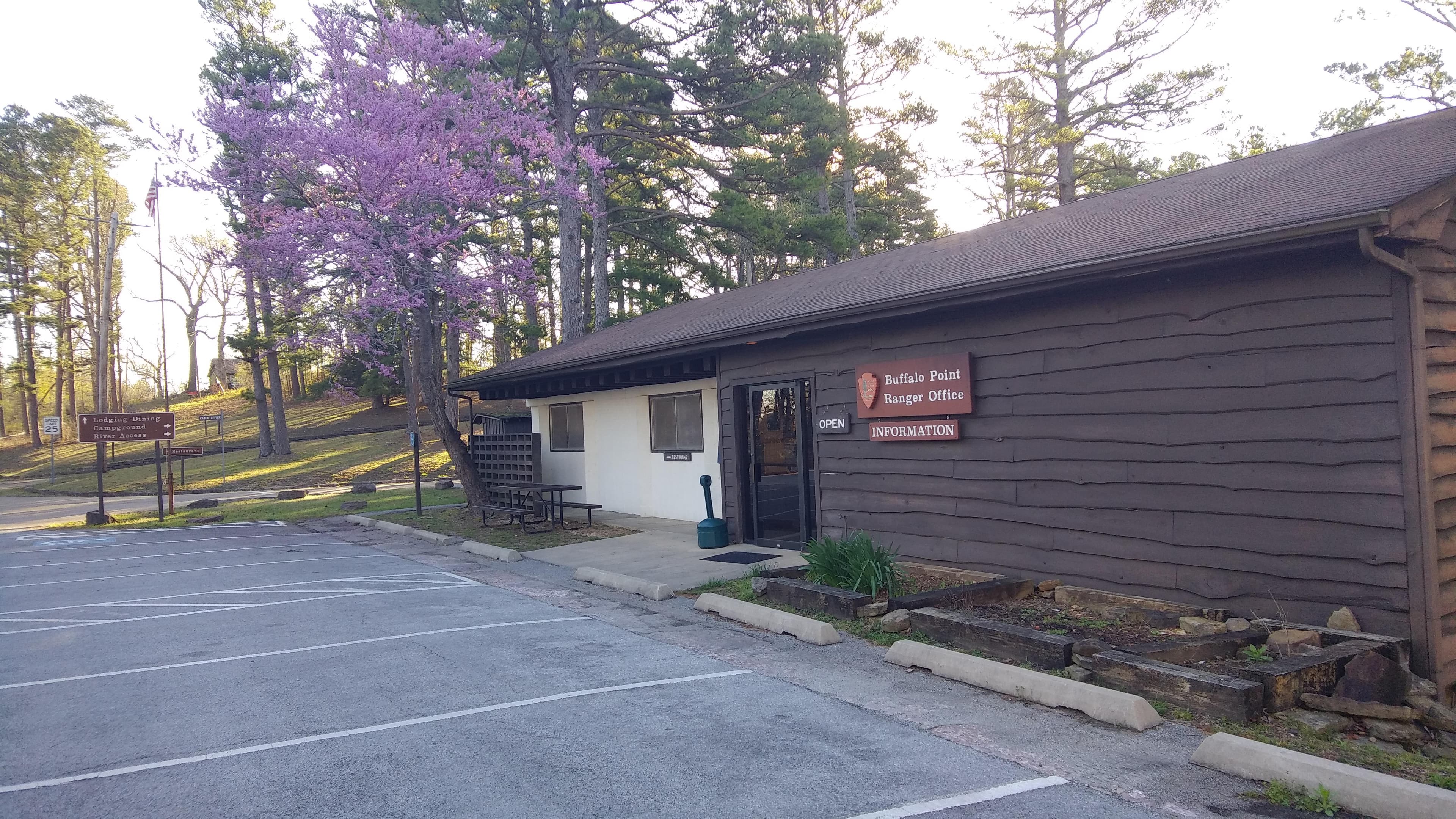 Redbud tree blooming in front of Buffalo Point Ranger Station.