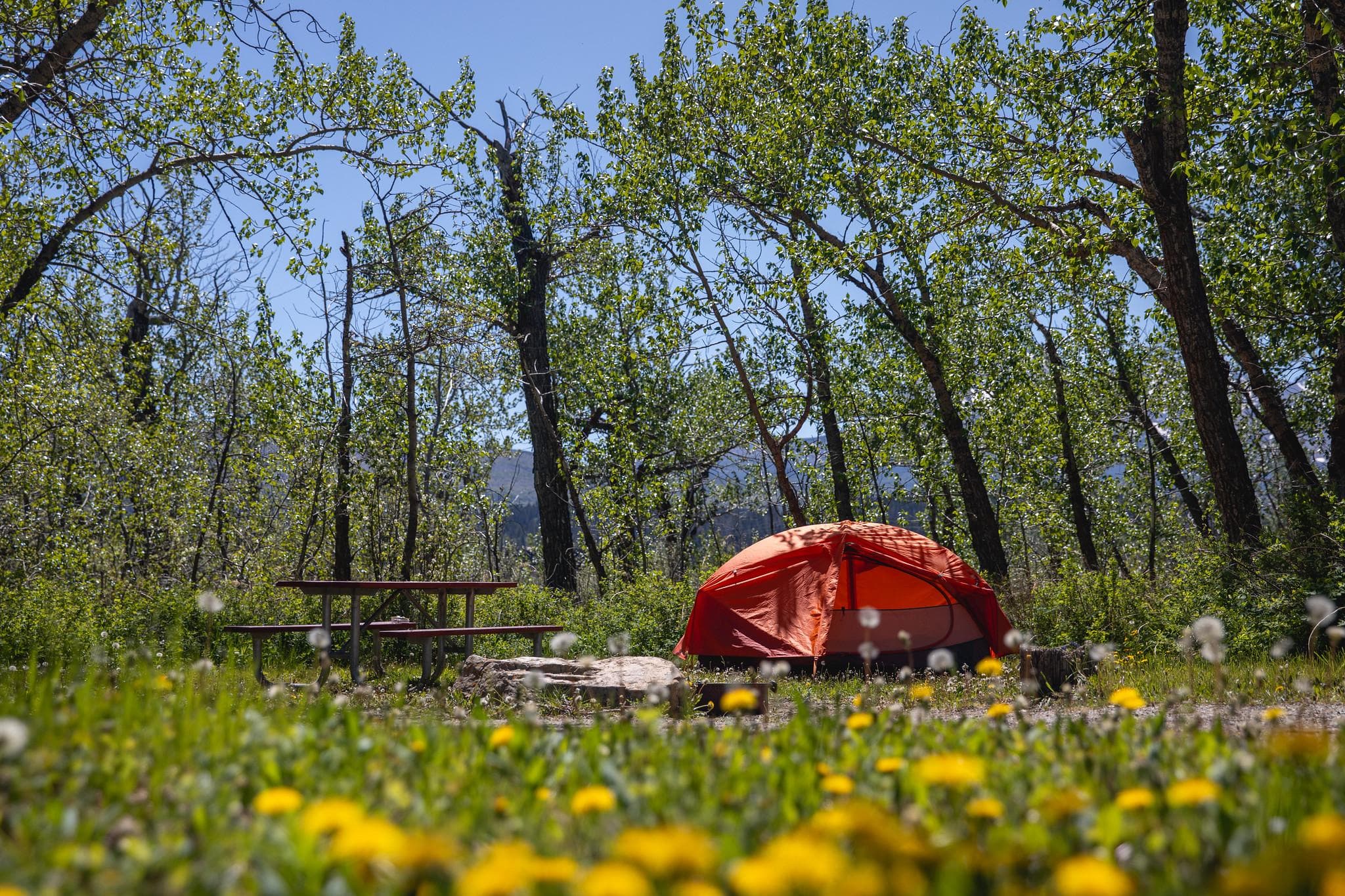 A brightly-colored tent sits next to a brown picnic table with trees in the background.