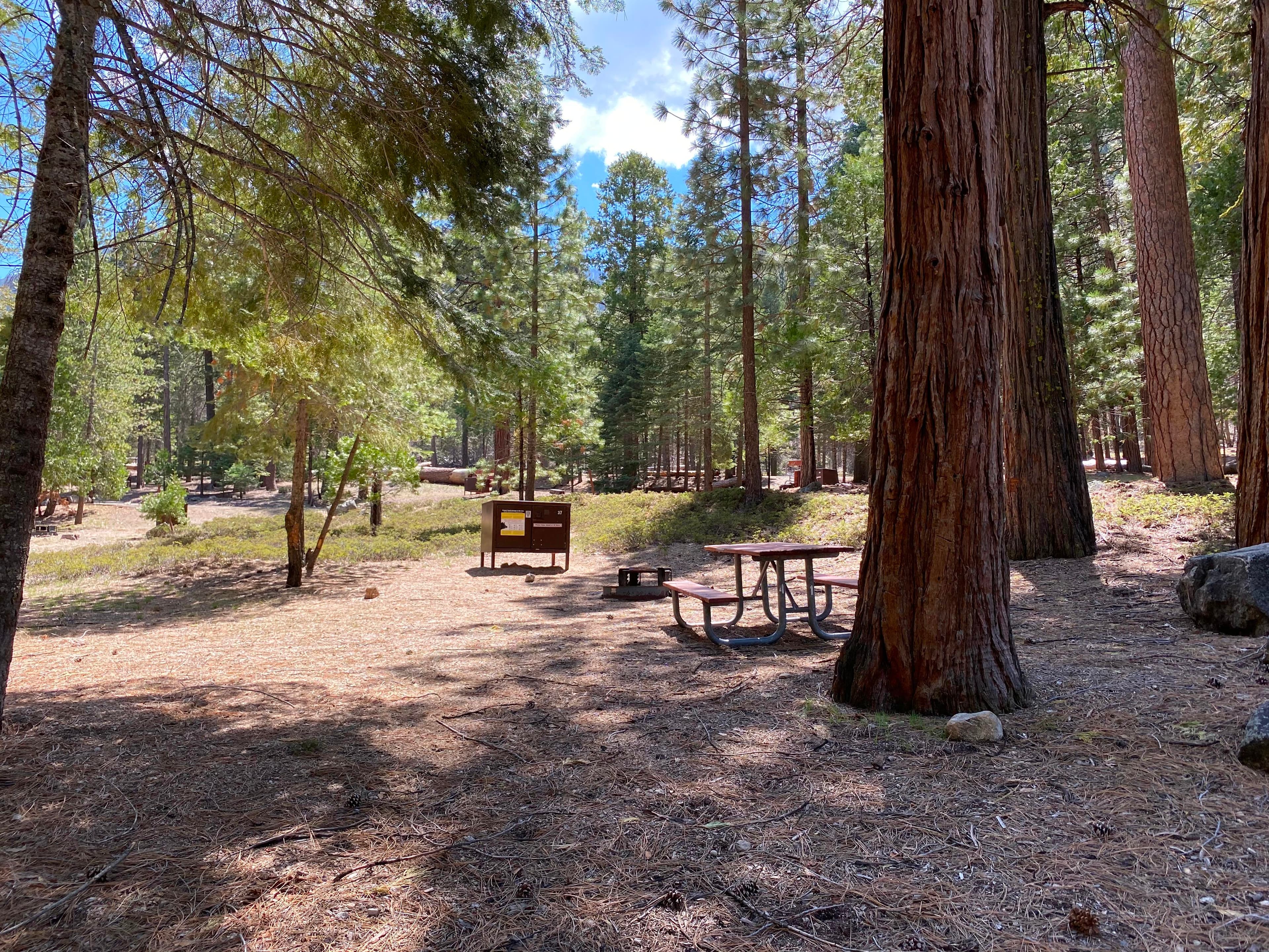 A campsite contains a large tree, picnic table, grill, and food storage box.