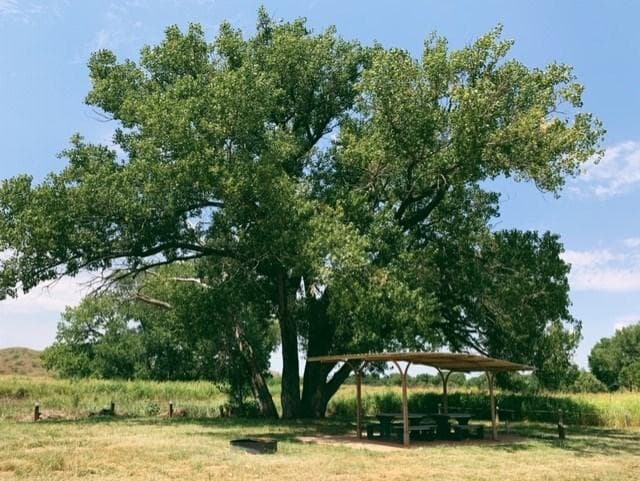 Plum Creek camping picnic area with large cottonwood trees.