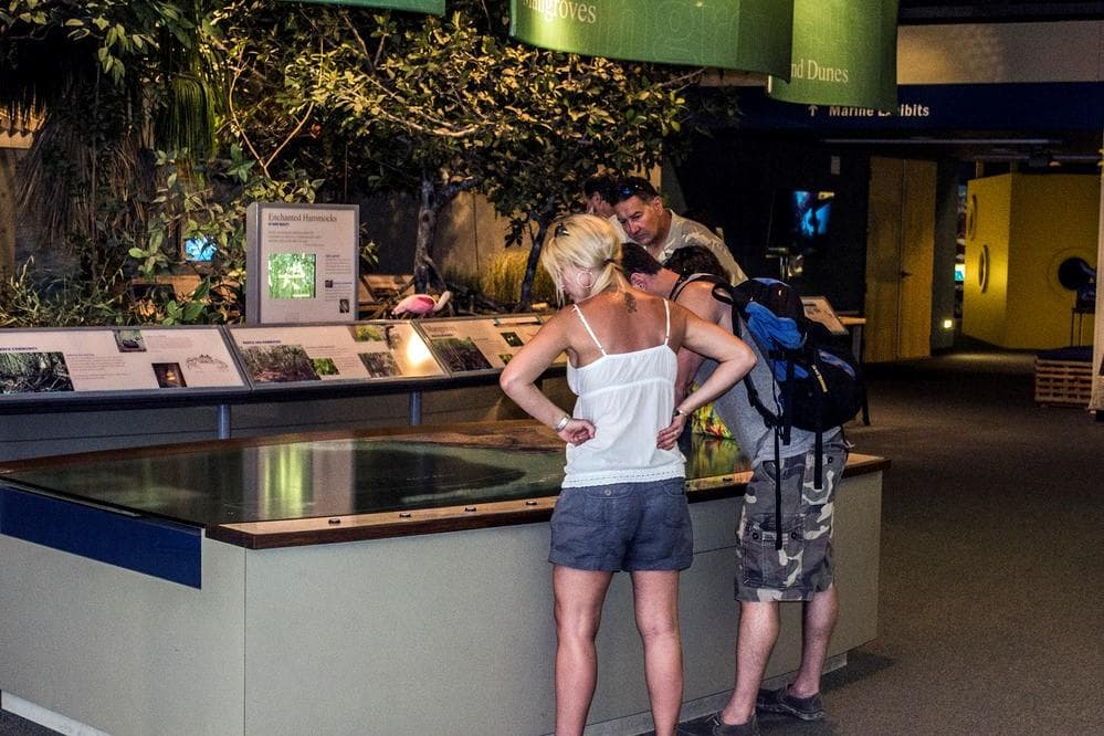 Visitors stand around a tabletop display. Model Mangrove plants and crabs in the backgorund