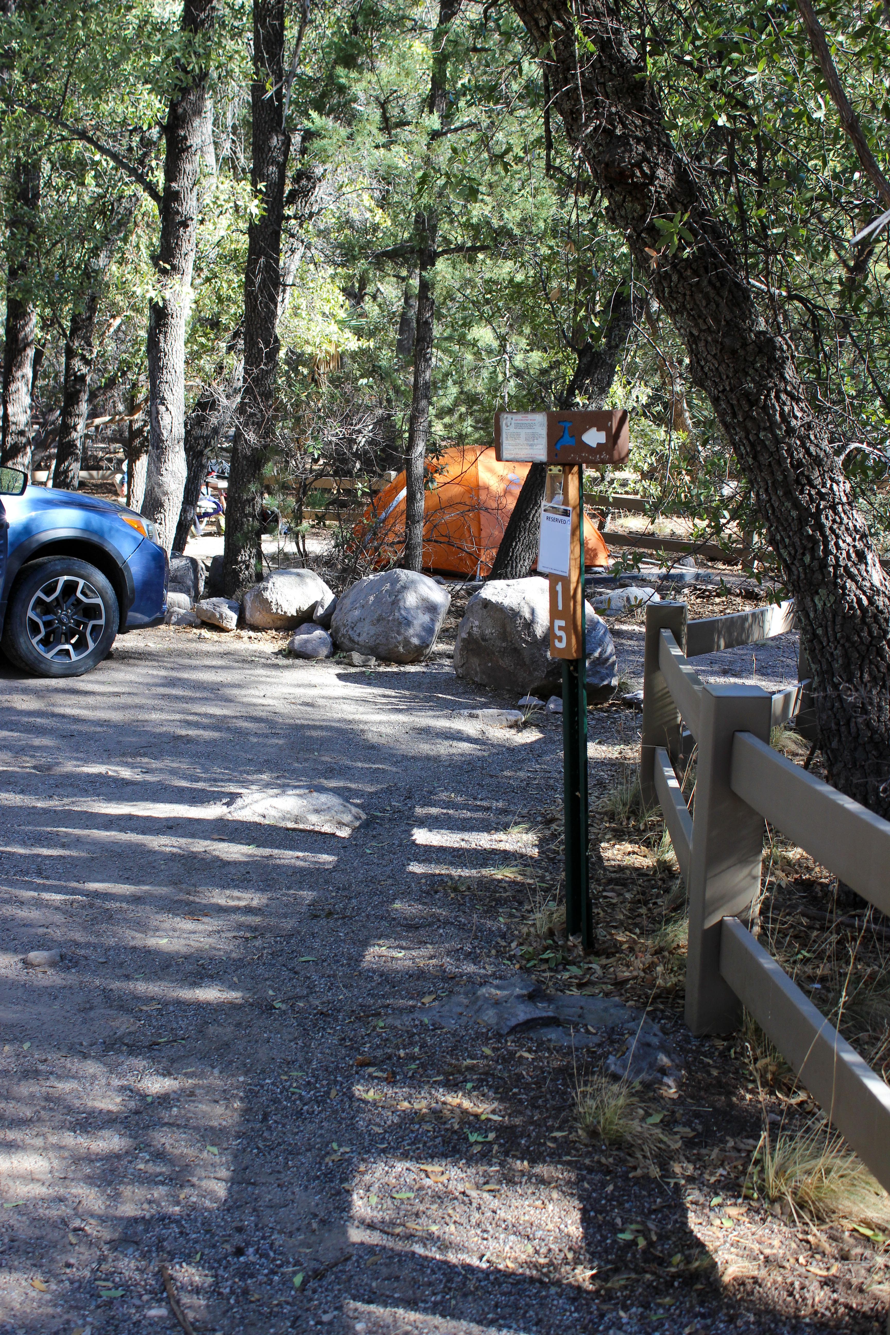 Tents set up under pine trees with car in parking area