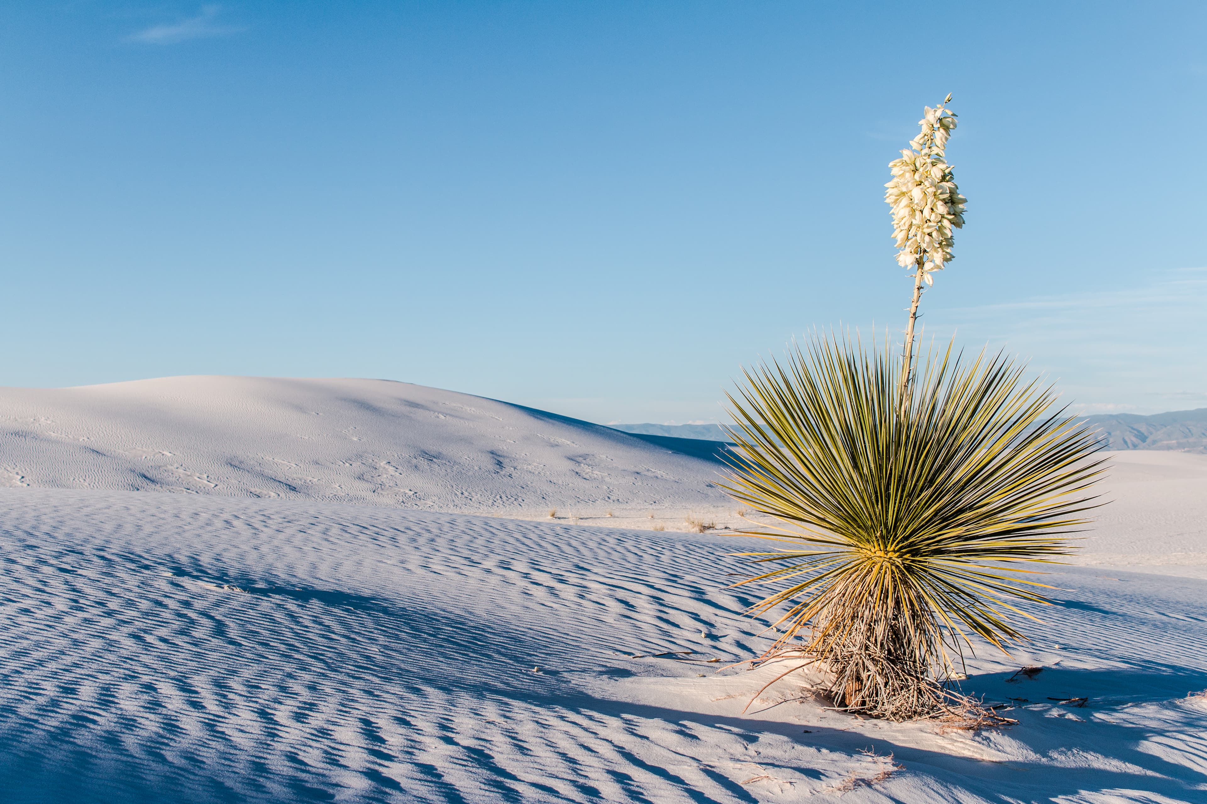 Soaptree yucca with white flowers sits on top of a white sand dune with mountains in the background