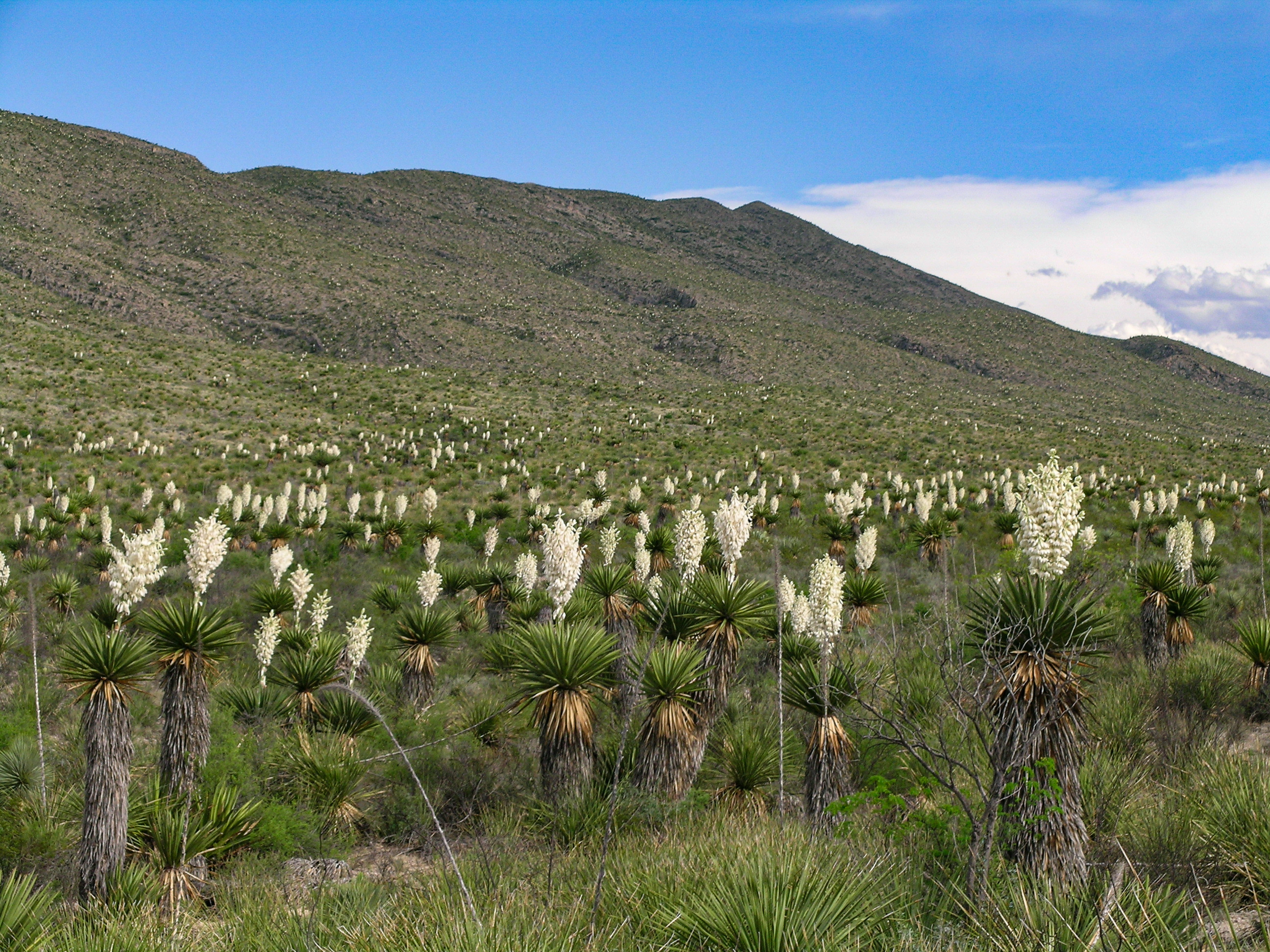 A valley is filled with dagger yuccas sporting stalks of large white flowers.