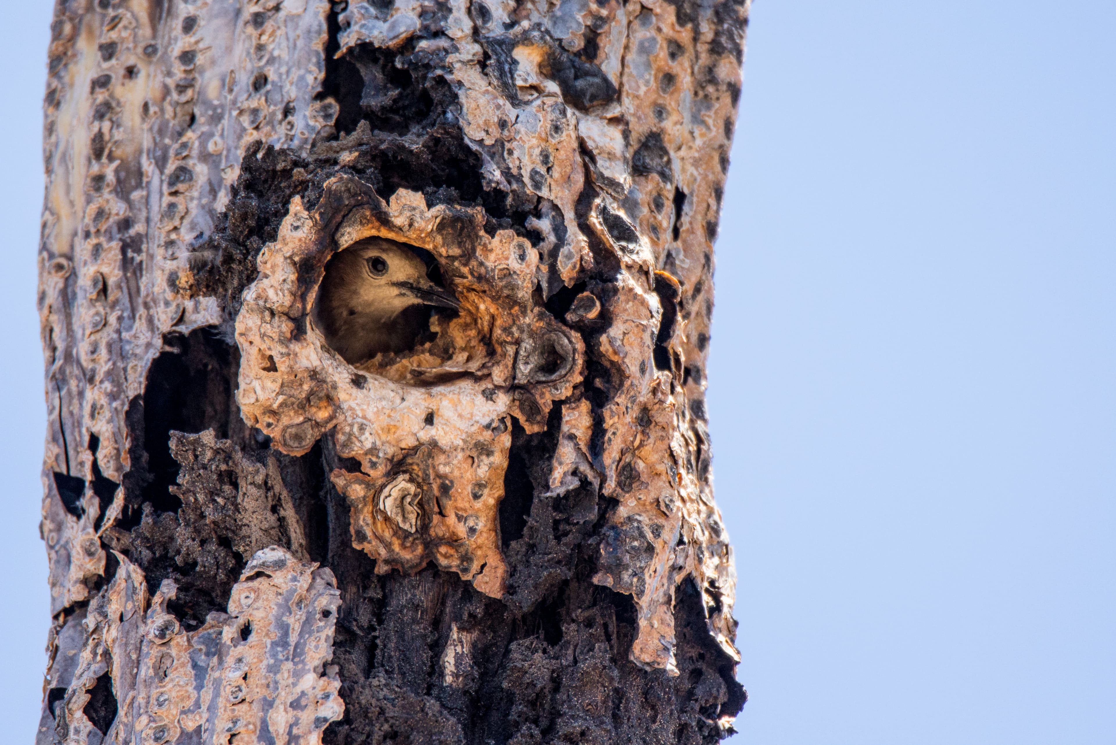 A Gila Woodpecker mother peaks her head out from a Saguaro hole, the saguaro is brown and drying up.