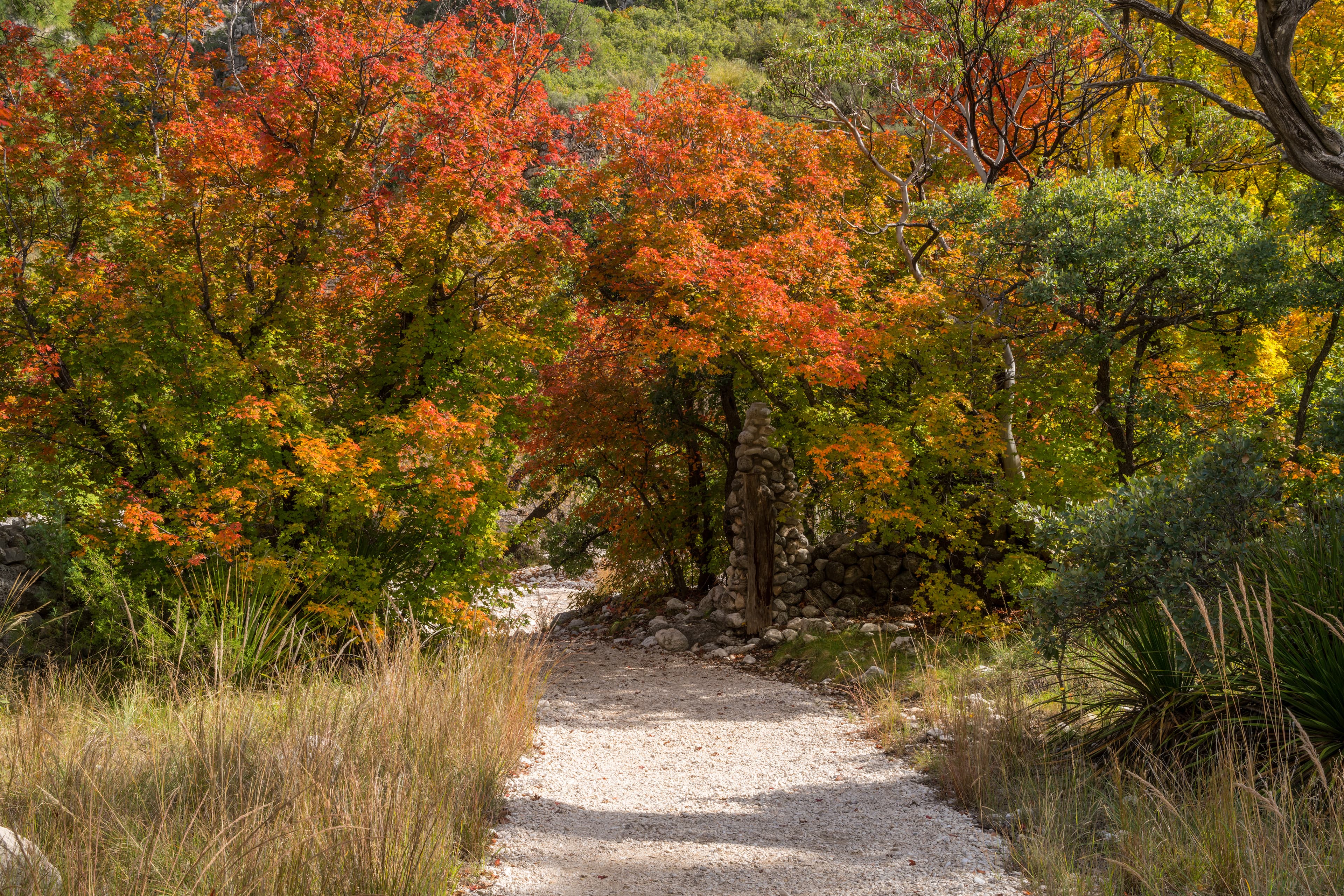 A gravel trail leads into fall foliage of green, red, and yellow.
