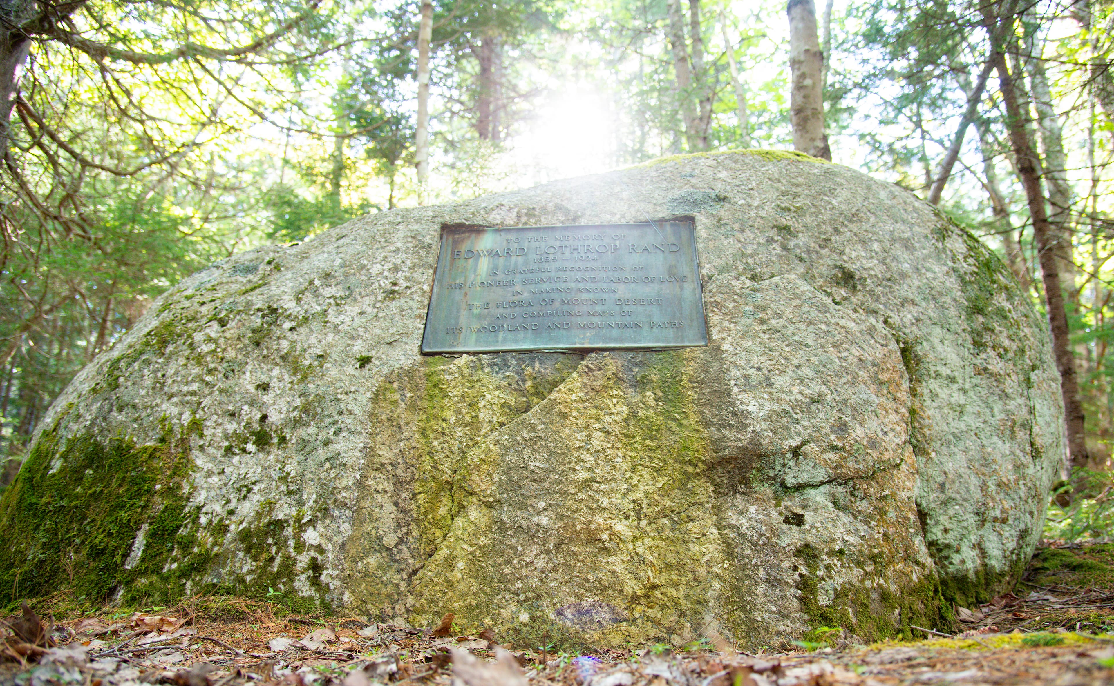 The sun shines through the trees behind a large rock with a weathered green plaque embedded in it.
