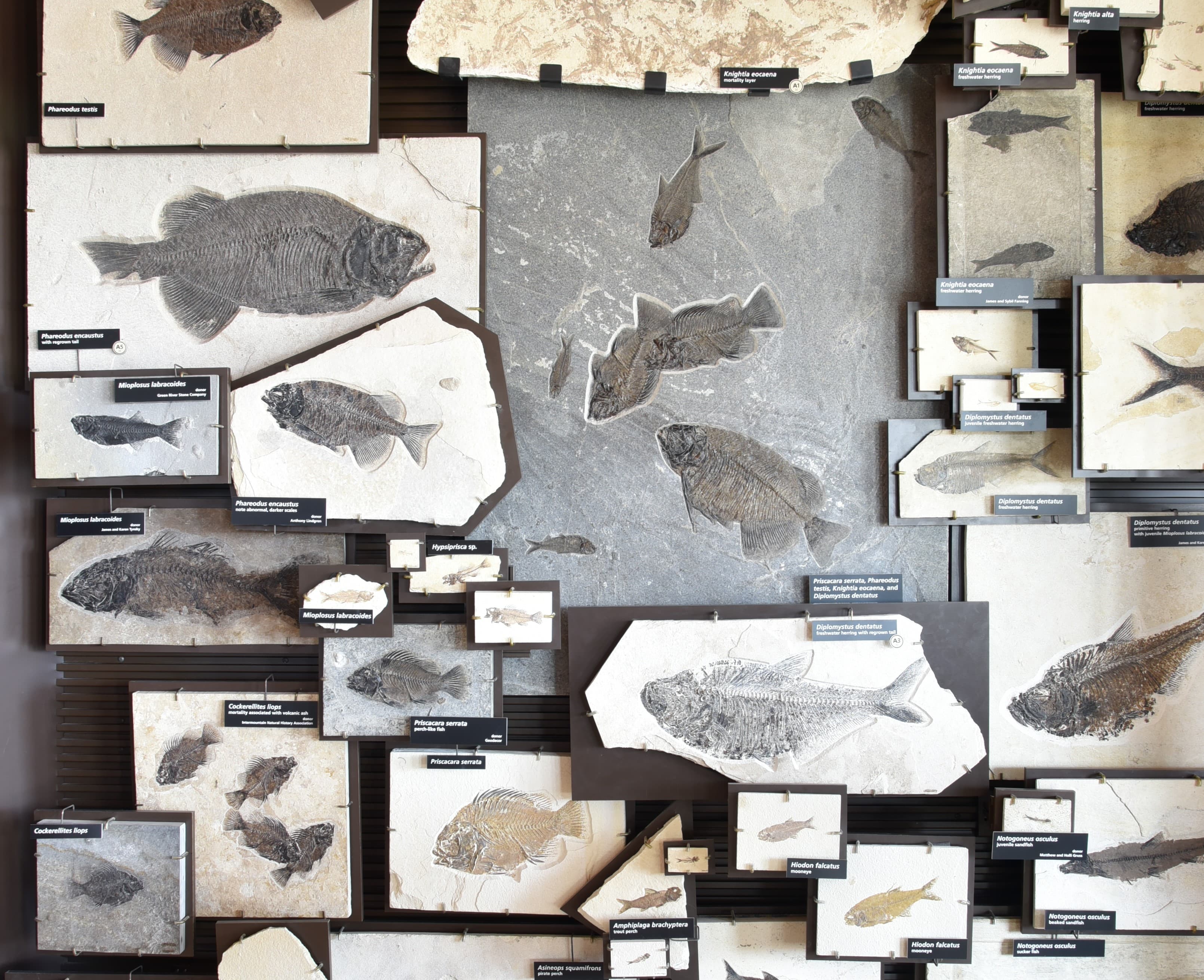 Over 20 fossils of different species of fishes. Some rocks have multiple fish on them some only one.