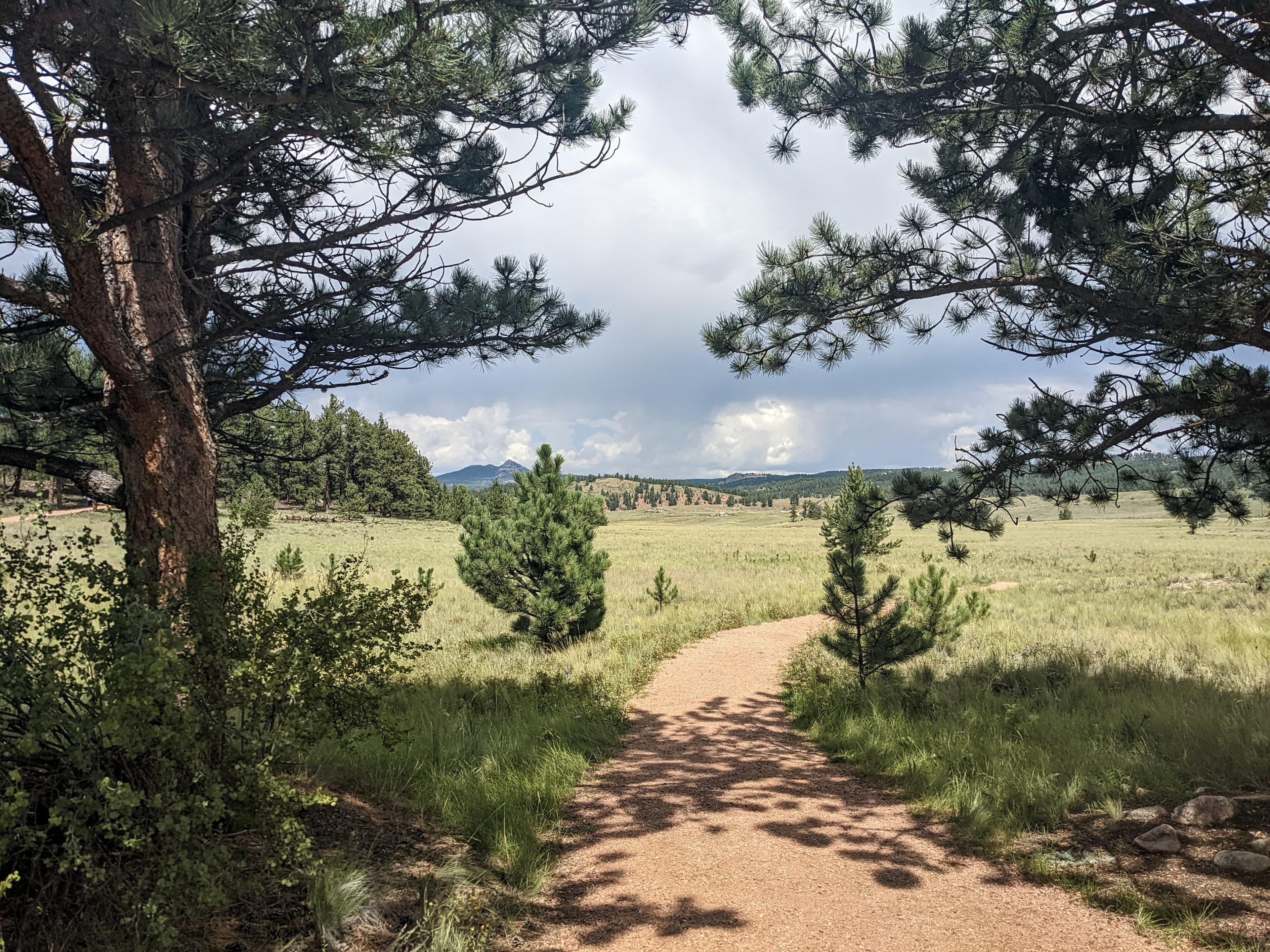 a gravel trail cuts between two pine trees into a grassy meadow