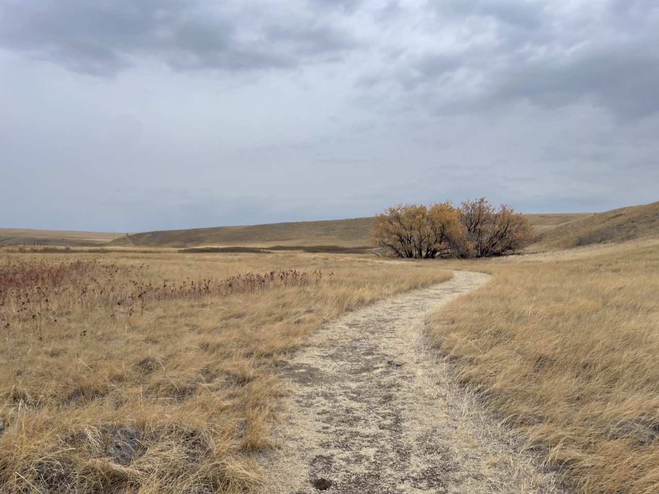 A trodden path curves through dry yellow prairie grass disappearing into the horizon.