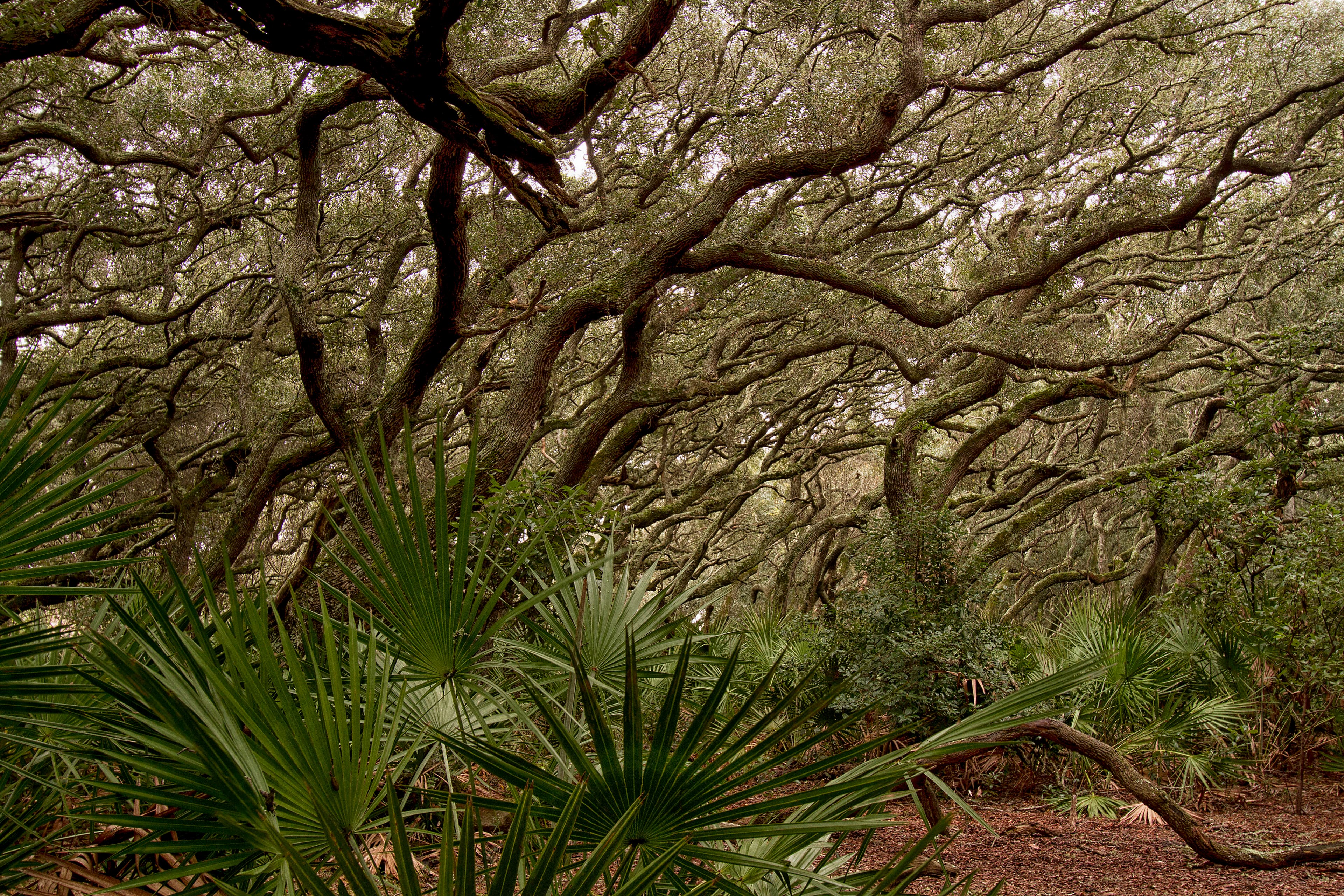 Crooked branches fill the tree canopy with palmettos in the understory alongside a leaf covered path