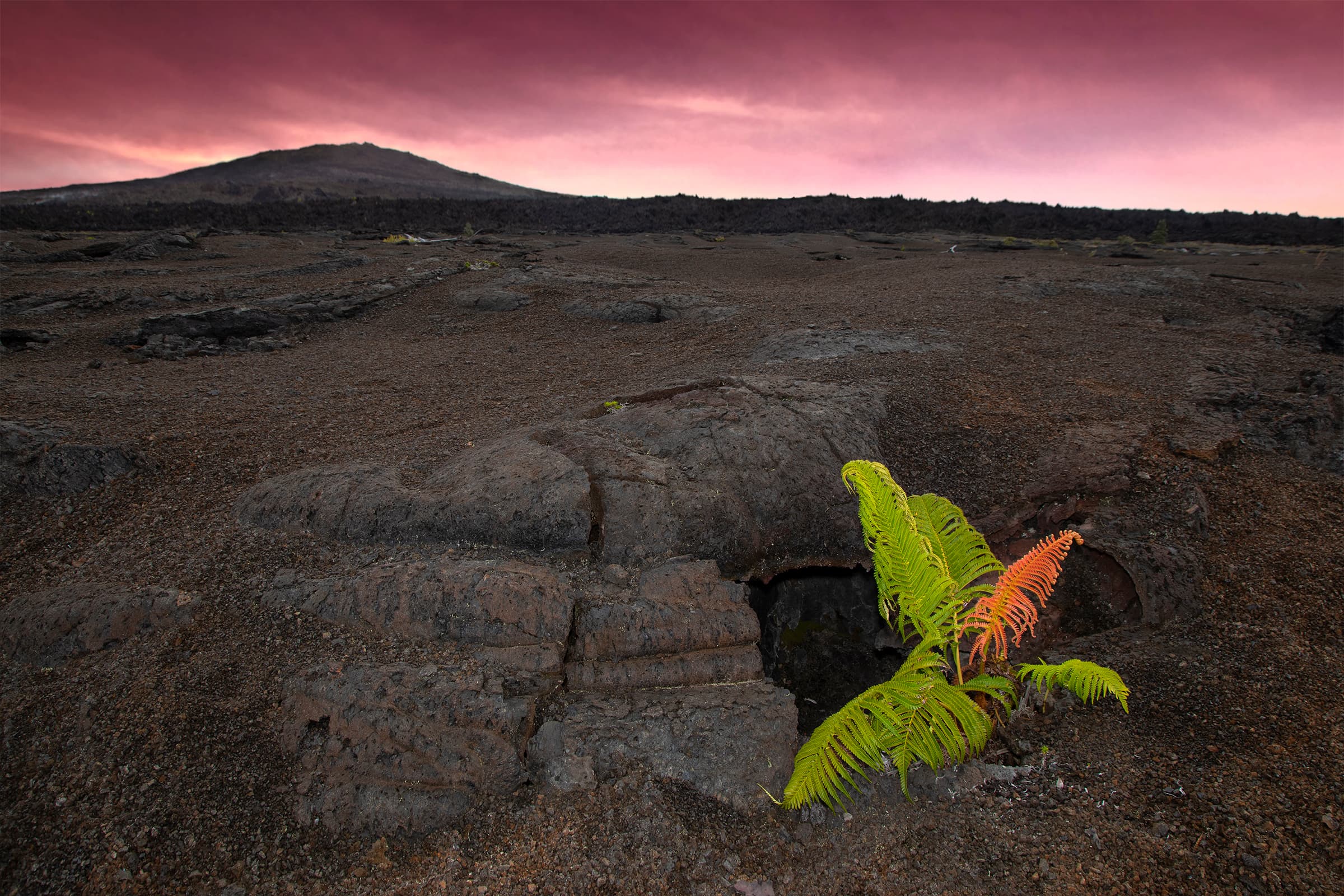 Barren volcano sits in a distance. Red and green fern grows in one of its cracks.