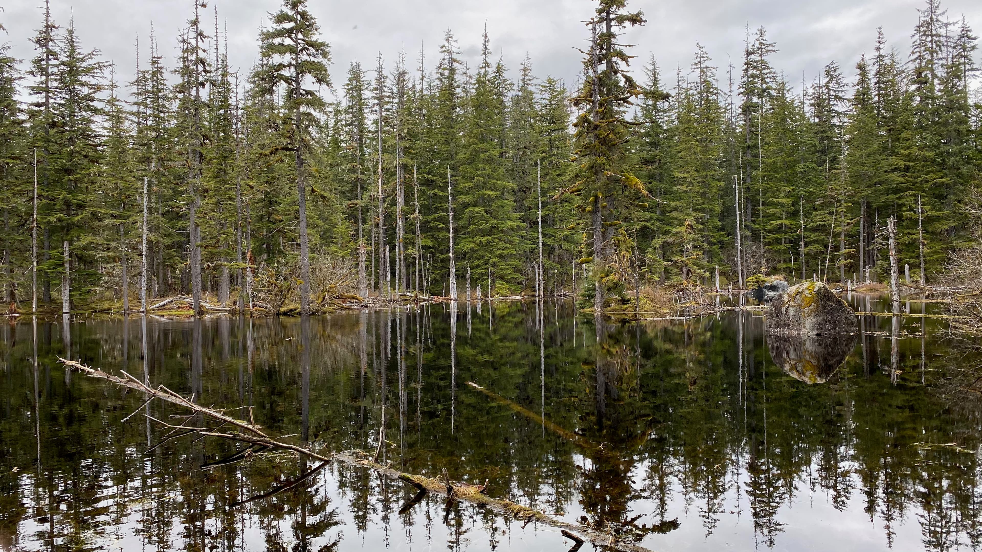 A reflective pond with dense, marshy forest edge.